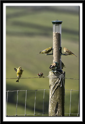 Finches on the Fence