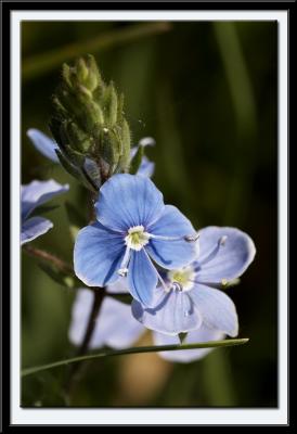 Speedwell