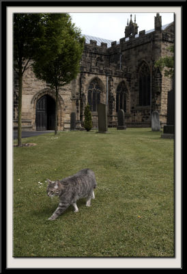 Church Cat