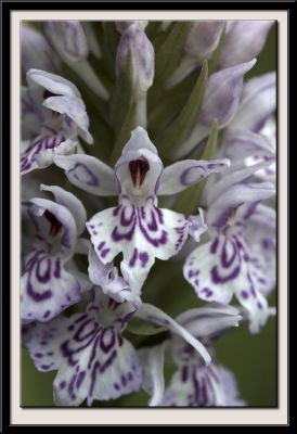 Orchid