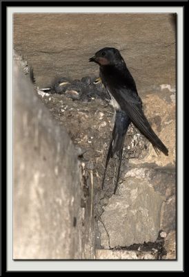 Swallow and Family