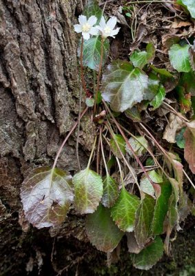 Oconee Bells 2