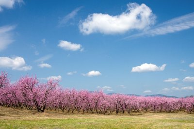 Peach Tree Blossoms 2