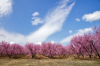 Peach Tree Blossoms 3