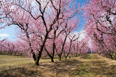 Peach Tree Blossoms 5