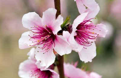 Peach Tree Blossoms 6