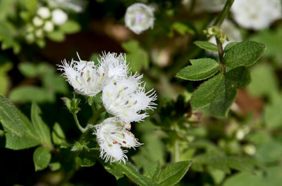 Fringed Phacelia 3