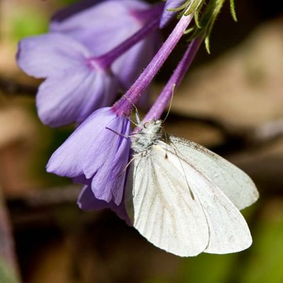 White Butterfly on Phlox