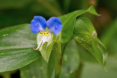 Dayflower