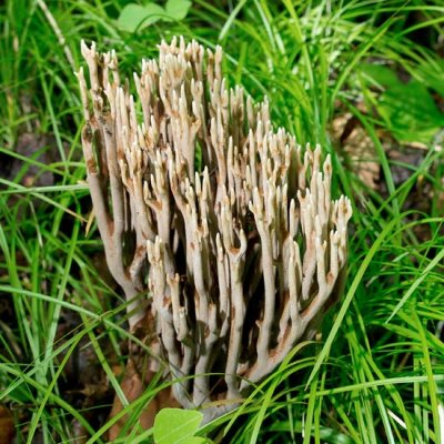 Coral Fungus 6