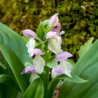 Showy Orchis 5
