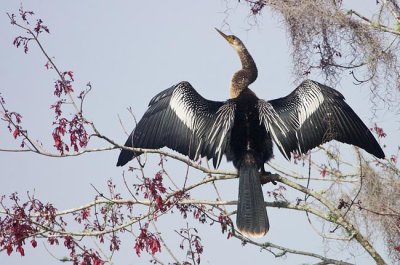 Anhinga 4