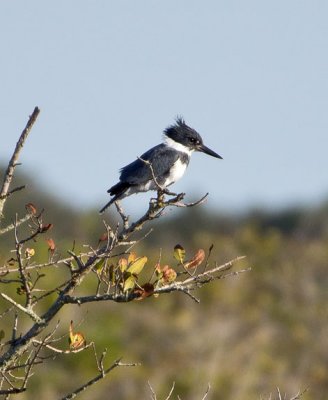 Belted Kingfisher 1