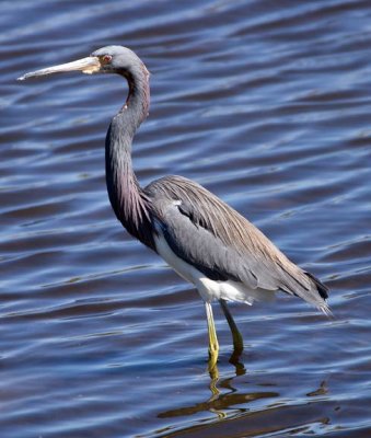 Tri-colored Heron 1