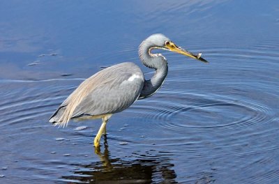 Tri-colored Heron 2