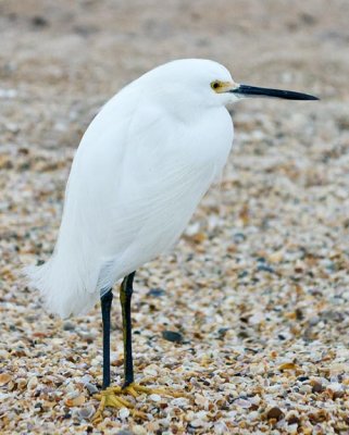 Snowy Egret 2