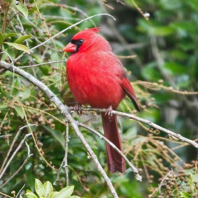 Northern Cardinal 1 - male