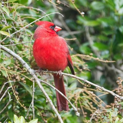 Northern Cardinal 2 - male