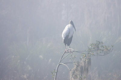 Wood Stork 4