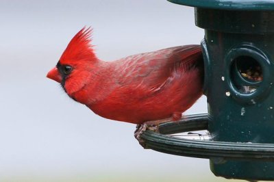 Northern Cardinal 3 - male