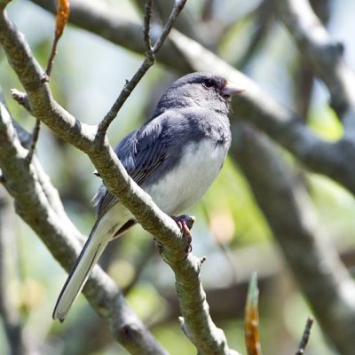 Dark-eyed Junco 1 - Slate-colored variety