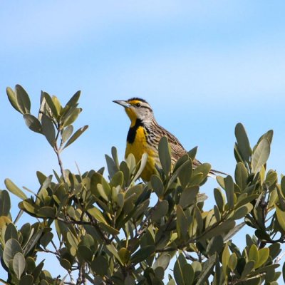 Eastern Meadowlark 1