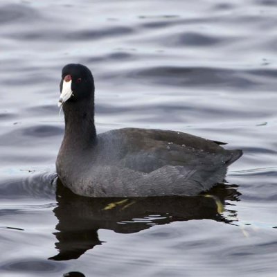 American Coot 1