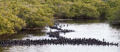 American Coot 4