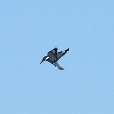 Belted Kingfisher 2