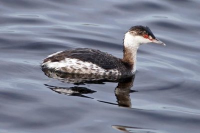 Horned Grebe