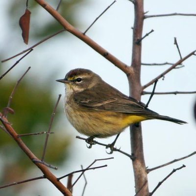 Palm Warbler 1