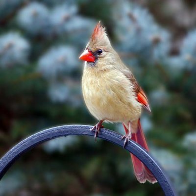 Northern Cardinal 5 - female
