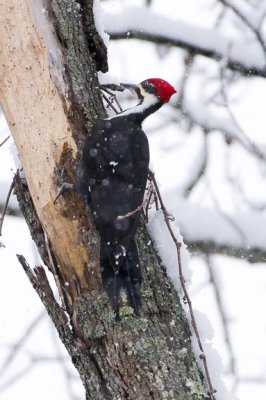 Pileated Woodpecker 2