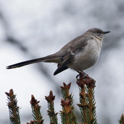 Northern Mockingbird 1