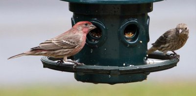 House Finch 3 - male & female