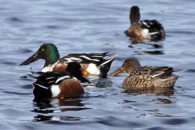 Northern Shoveler 1 - males and female