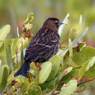 Red-winged Blackbird 4 - female