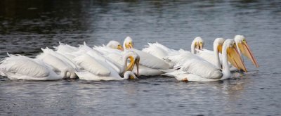 White Pelican 2