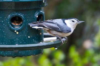 White-breasted Nuthatch 1