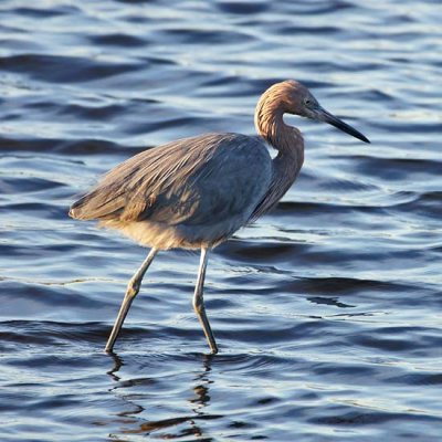 Little Blue Heron 1