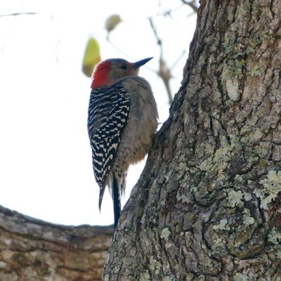 Red-bellied Woodpecker 1 - female