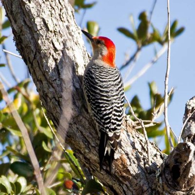 Red-bellied Woodpecker 4 - male