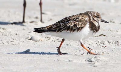 Ruddy Turnstone 2