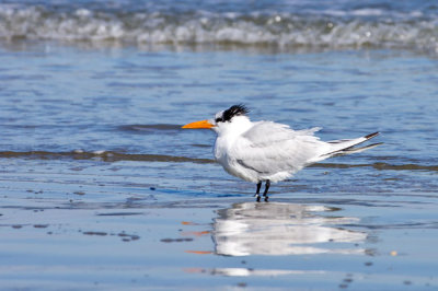 Royal Tern 1