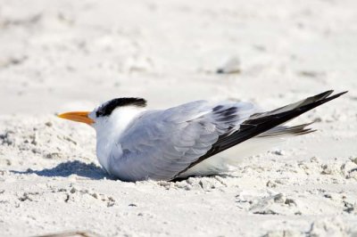 Royal Tern 2