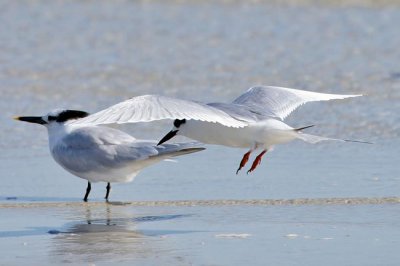 Sandwich Tern (L) & Forster's Tern (R)