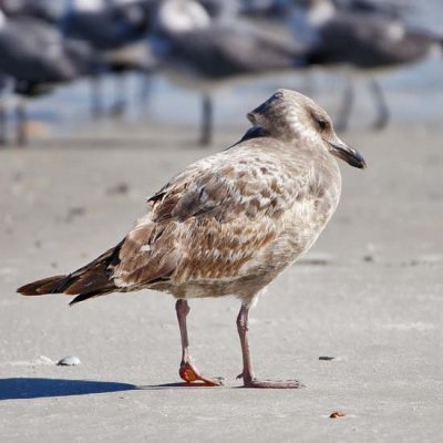 Herring Gull 1 - juvenile