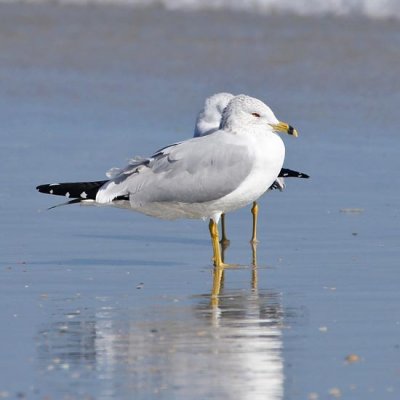 Ring-billed Gull 1