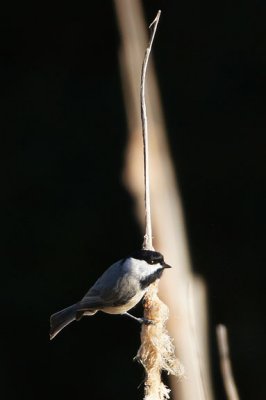 Carolina Chickadee 1