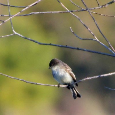 Eastern Phoebe 4